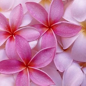 Meet your Posher, Ying